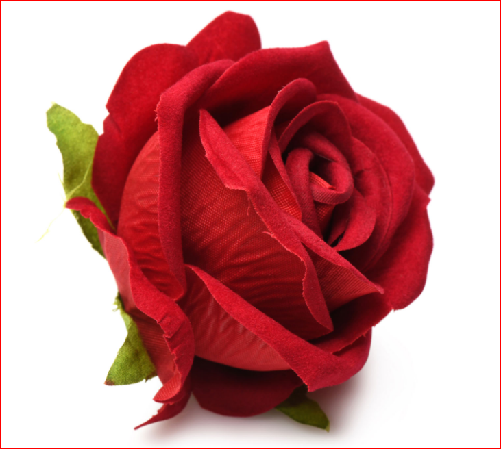 The Rose Lover&
